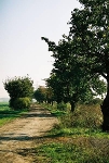 Obstbaumallee nach Osten, Bocksthal© MDM / Konstanze Wendt