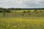 Blick auf eine Streuobstwiese auf dem Schlachtberg© MDM / Bea Wölfling