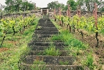 Treppe am Weinberg© MDM