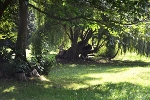 Stadtpark mit alten Bäumen© MDM/Katja Seidl