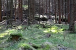 Richters Grund, Felsbrocken© MDM/Katja Seidl