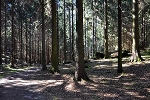 Richters Grund, Wanderweg© MDM/Katja Seidl