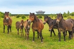 Porsche Leipzig, Wildpferde im Porsche Areal© Porsche Leipzig GmbH