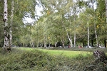 Clara-Zetkin-Park, Birkenoval bei der AOK© MDM/Katja Seidl