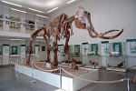 Skelett des Steppenelefanten im Spengler-Museum© MDM / Konstanze Wendt