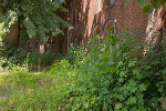 Innenhof mit üppiger Vegetation im Sommer© MDM