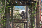 Schimpansenhaus© MDM / Konstanze Wendt