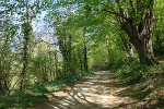 Waldweg hinter der Liboriuskapelle© MDM / Anke Kunze