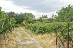 Kloster Posa, Weinhof© MDM / Konstanze Wendt