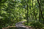 Sieglitzer Berg, Waldweg© Konstanze Wendt