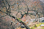 Bodetal© MDM / Konstanze Wendt