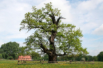 Schloss und Park Luisium, Gestüt© Kulturstiftung DessauWörlitz, Bildarchiv, Heinz Fräßdorf