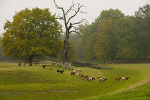 Schloss und Park Luisium, Gestüt© Kulturstiftung DessauWörlitz, Bildarchiv, Heinz Fräßdorf