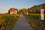 Knohllweg, Richtung Westen zum Weingut© Max Schroeder