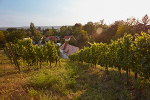 Weingut Hoflößnitz© Max Schroeder