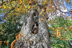 Marienstatue im Baum© MDM / Anne Körnig