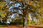 Schlosspark und Landschaftsgarten Ballenstedt© MDM / Konstanze Wendt