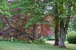 Schlosspark Tangerhütte, Landschaftsgarten© MDM / Konstanze Wendt