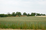 Langobardenwerkstatt Zethlingen: Mühlenberg© MDM / Konstanze Wendt