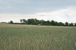 Langobardenwerkstatt Zethlingen: Mühlenberg nach Südost© MDM / Konstanze Wendt