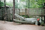 Saurierpark, Deinosuchus© MDM/Claudia Weinreich