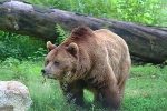 Standort Braunbär© Bodetal Tourismus GmbH / Uwe Köhler