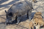 Wildschweine© Bodetal Tourismus GmbH / Uwe Köhler