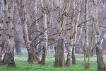Birken auf der Ziegelwiese© MDM / Konstanze Wendt