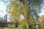 Saalebrücke, Nordwest© MDM / Konstanze Wendt