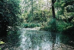 Teich Blick nach Südosten© MDM