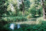 Teich Blick nach Südwesten© MDM