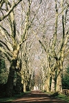 Platanenallee, Blick nach Norden© MDM / Konstanze Wendt