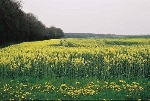 Beim Waldhaus Blick nach Osten© MDM