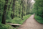 Wald Blick nach Westen© MDM