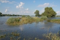 Elbe bei Schartau, nach Nordost© MDM / Konstanze Wendt