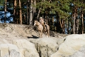 Lorenzo Germeno in Blankenburg (Harz)© Kinderfilm GmbH / Stefan Erhard