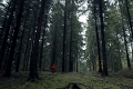 Wald im Umland von Pirna© 42film, MauserFilm / Rebecca Meining