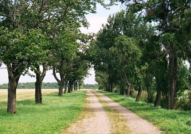 Allee bei Mohlis