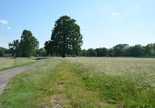 Trockenwiese innerhalb der Rennbahn