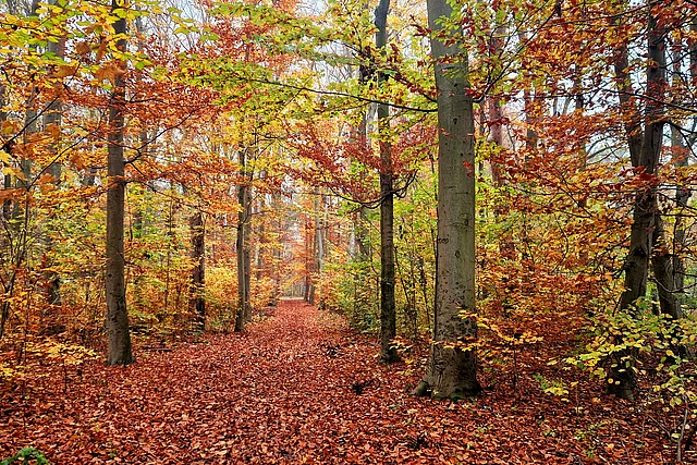 Stadtwald Dölauer Heide
