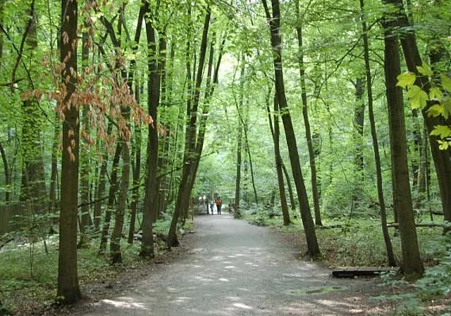 Weg zum Baumkronenpfad