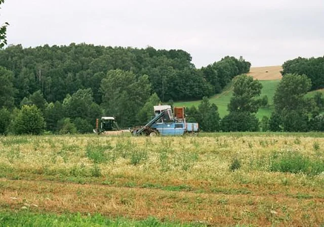 Ernte bei Löbichau