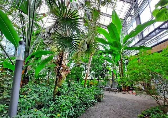 Tropenhaus (Palmenhaus)
