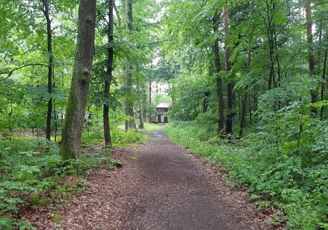Waldweg zur Jagdanlage Rieseneck
