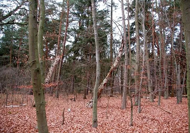 Stadtwald Bürgerholz