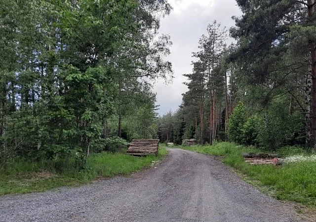 Wald Saale-Holzland-Kreis