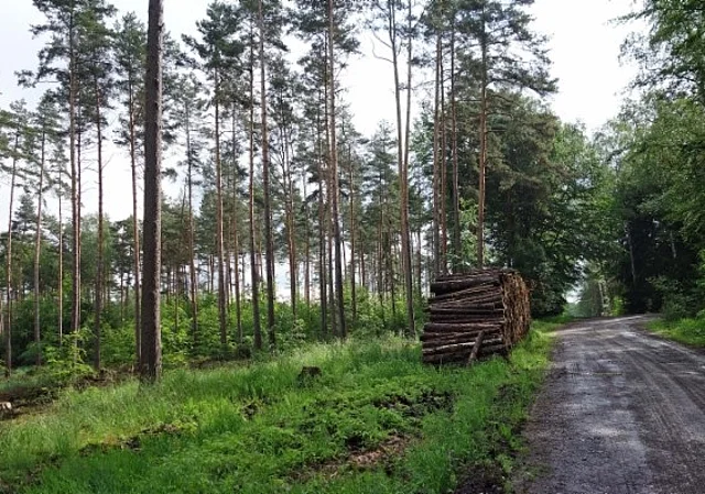 befallener Kieferwald