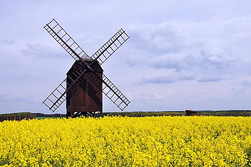 Dahlener Heide, Bockwindmühle Zeuckritz