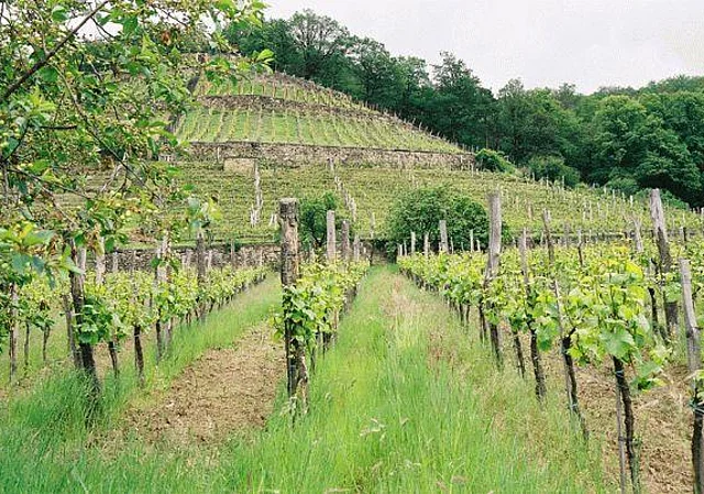 Weinreben