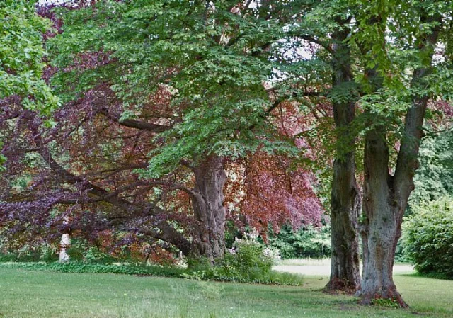 Schlosspark Tangerhütte, Landschaftsgarten